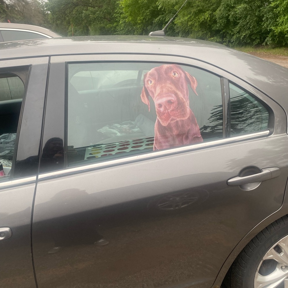 Car window cling